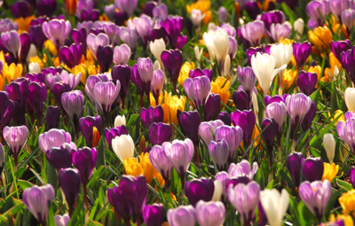 Kleur in je tuin met onze bloembollen