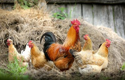 Uitbraak vogelgriep bij pluimveebedrijf in Sint-Gillis-Waas en Kemzeke